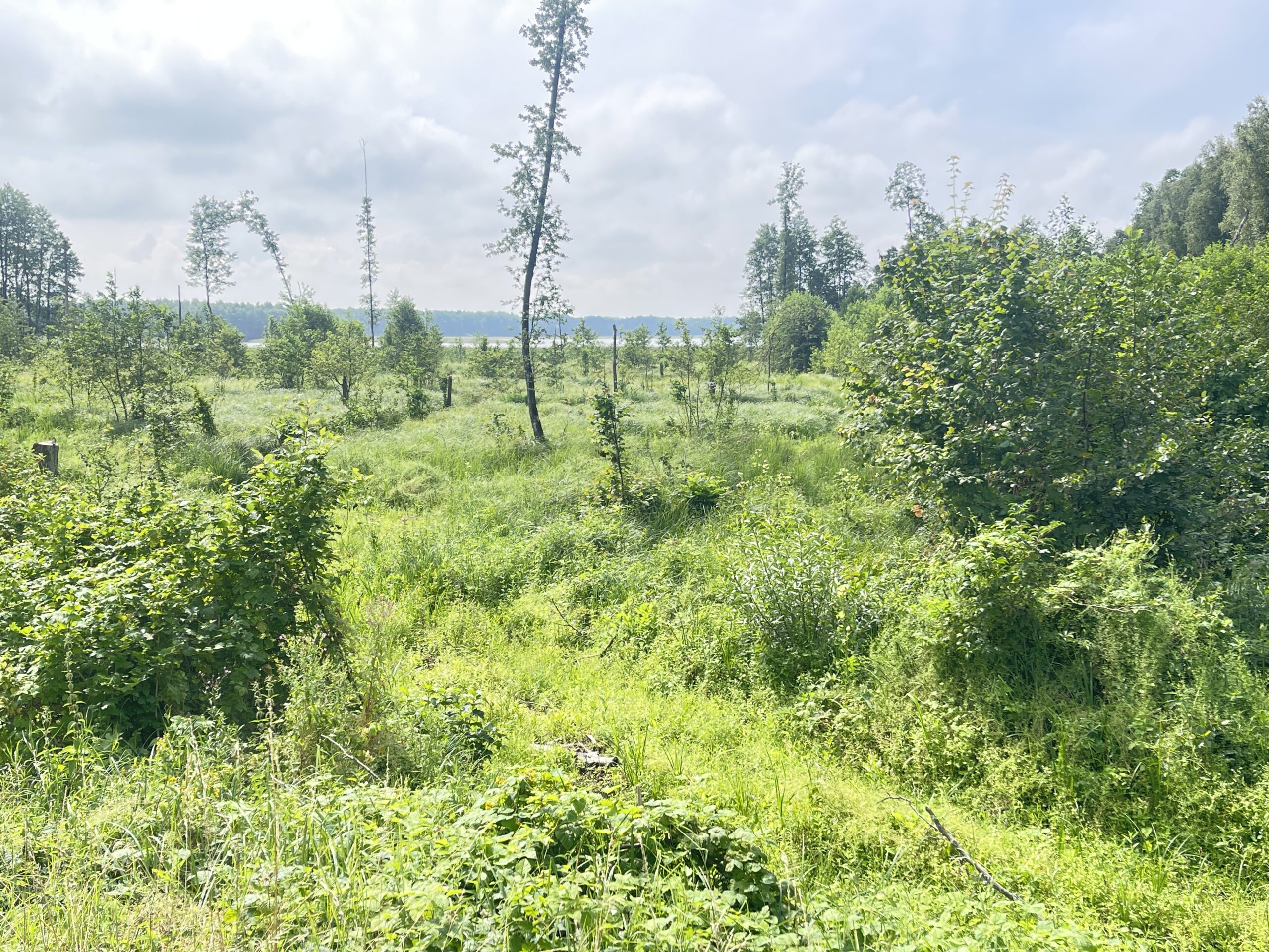 Parduodamas 0,73 ha miško ūkio paskirties sklypas Lazdijų r., Baraučiškės k., išskirtinėje vietoje prie Seirijo ežero 6 Parduodamas 0,73 ha miško ūkio paskirties sklypas Lazdijų r., Baraučiškės k., išskirtinėje vietoje prie Seirijo ežero - Image 6