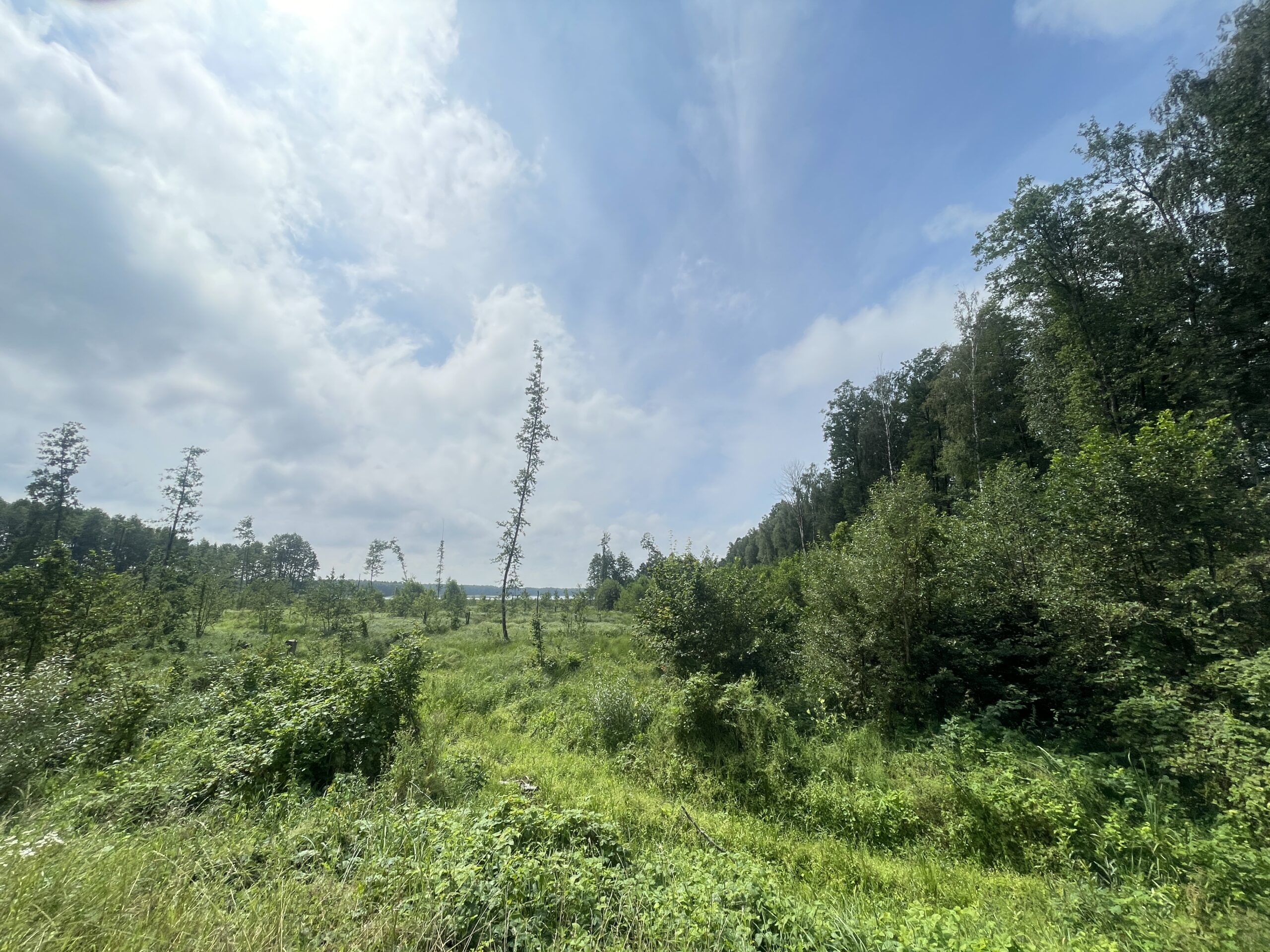 Parduodamas 0,73 ha miško ūkio paskirties sklypas Lazdijų r., Baraučiškės k., išskirtinėje vietoje prie Seirijo ežero 7 Parduodamas 0,73 ha miško ūkio paskirties sklypas Lazdijų r., Baraučiškės k., išskirtinėje vietoje prie Seirijo ežero - Image 7