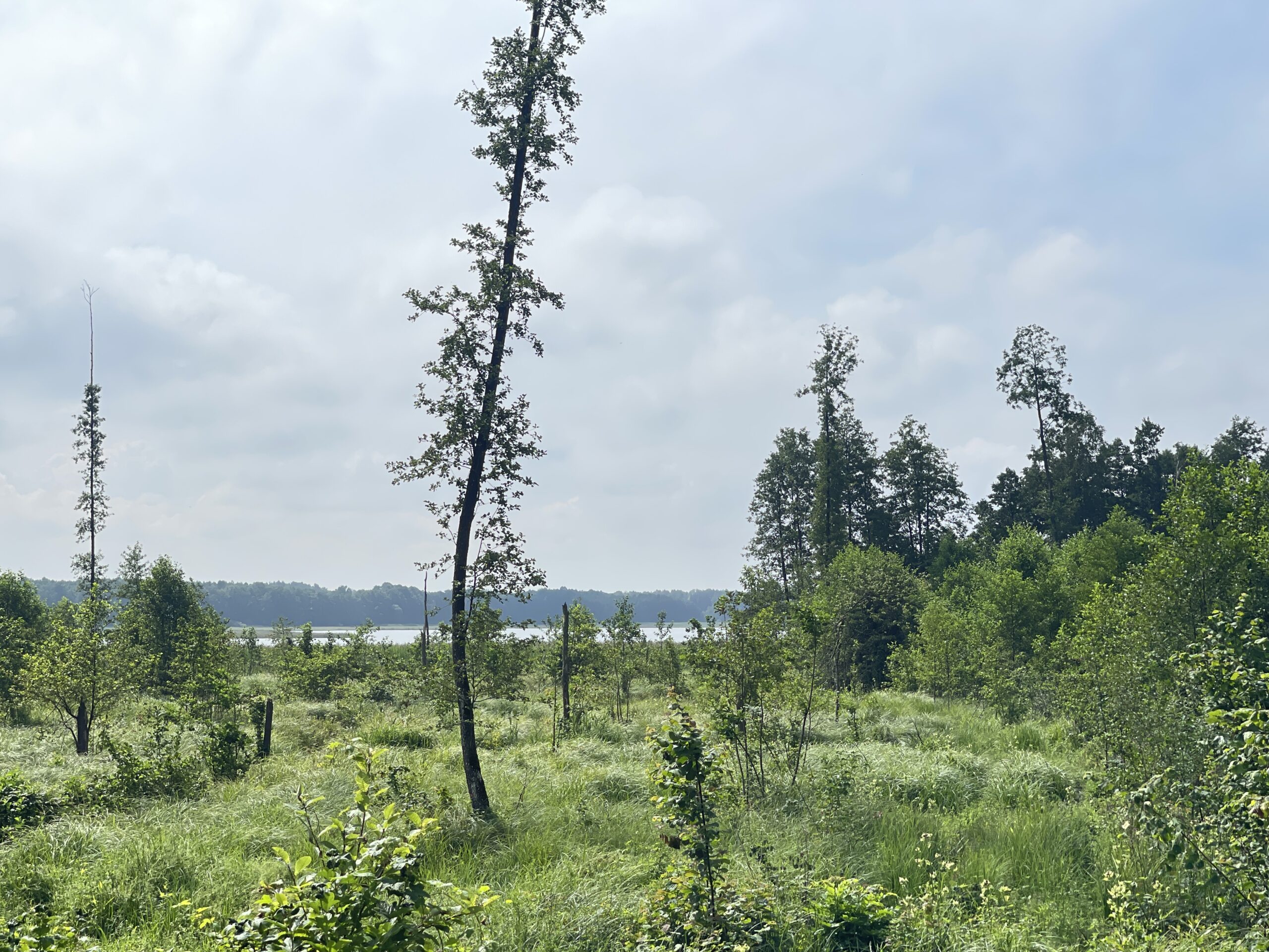 Parduodamas 0,73 ha miško ūkio paskirties sklypas Lazdijų r., Baraučiškės k., išskirtinėje vietoje prie Seirijo ežero 8 Parduodamas 0,73 ha miško ūkio paskirties sklypas Lazdijų r., Baraučiškės k., išskirtinėje vietoje prie Seirijo ežero - Image 8