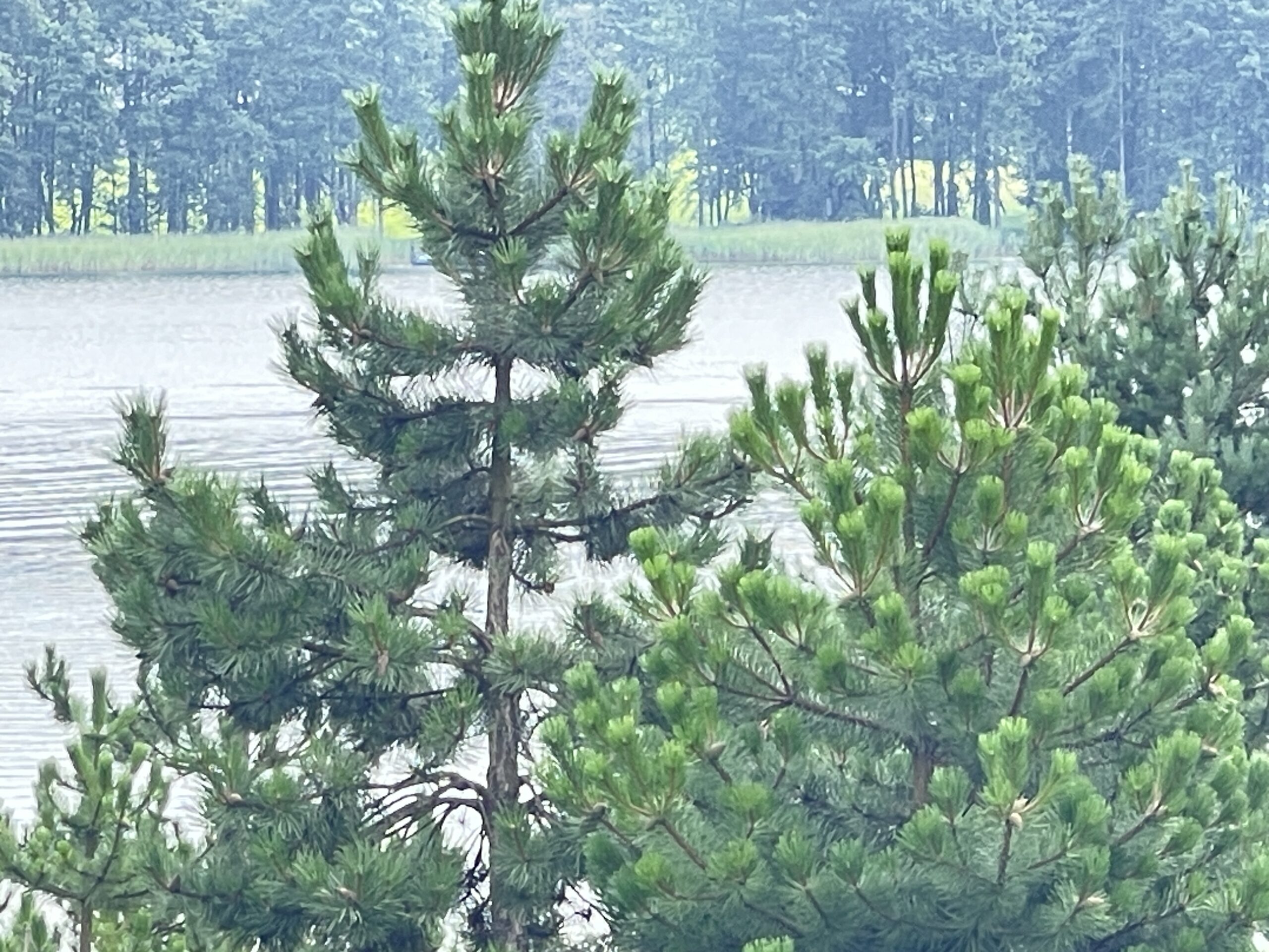 Parduodamas 0,73 ha miško ūkio paskirties sklypas Lazdijų r., Baraučiškės k., išskirtinėje vietoje prie Seirijo ežero 11 Parduodamas 0,73 ha miško ūkio paskirties sklypas Lazdijų r., Baraučiškės k., išskirtinėje vietoje prie Seirijo ežero - Image 11