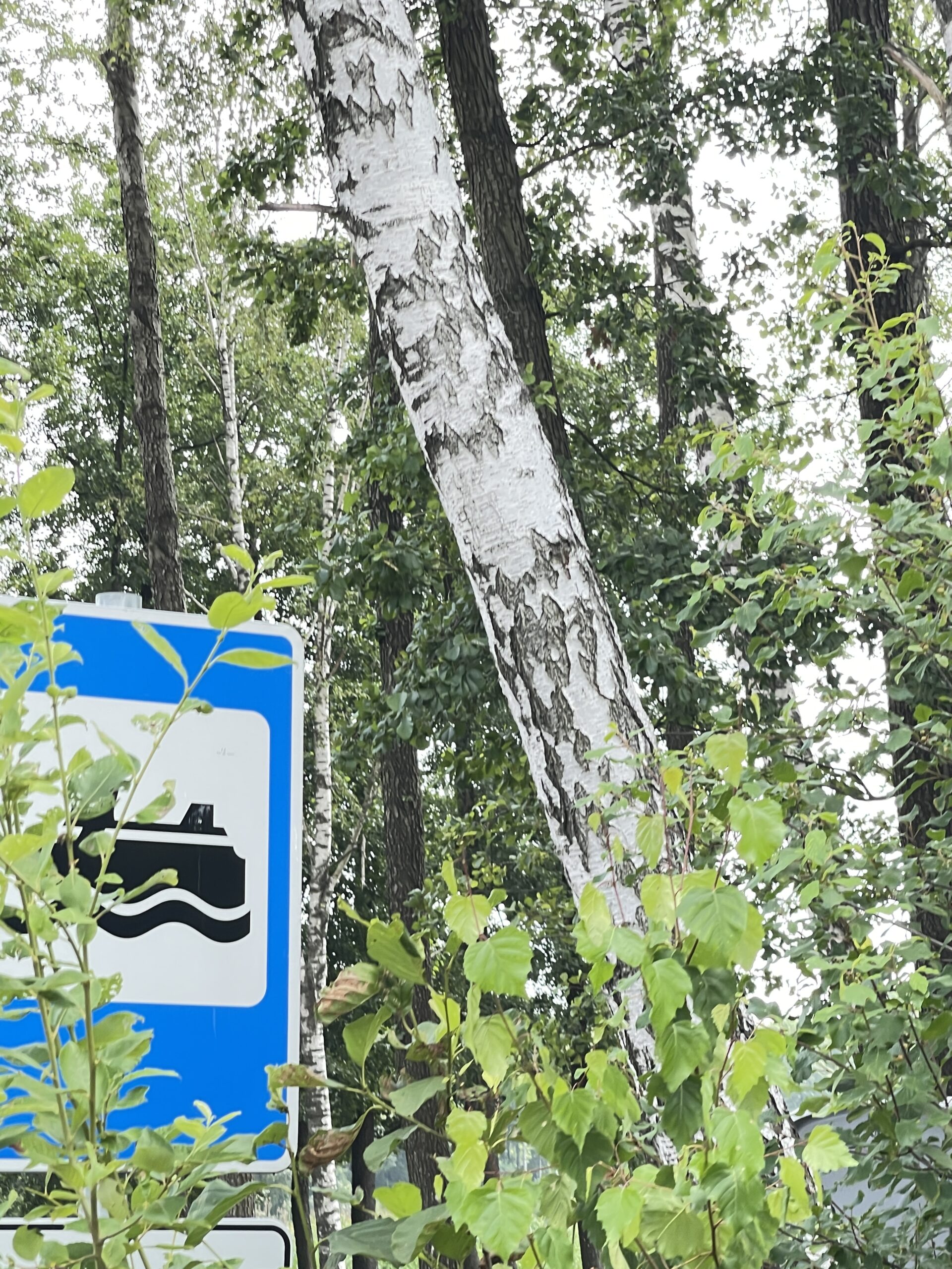 Parduodamas 0,73 ha miško ūkio paskirties sklypas Lazdijų r., Baraučiškės k., išskirtinėje vietoje prie Seirijo ežero 21 Parduodamas 0,73 ha miško ūkio paskirties sklypas Lazdijų r., Baraučiškės k., išskirtinėje vietoje prie Seirijo ežero - Image 21